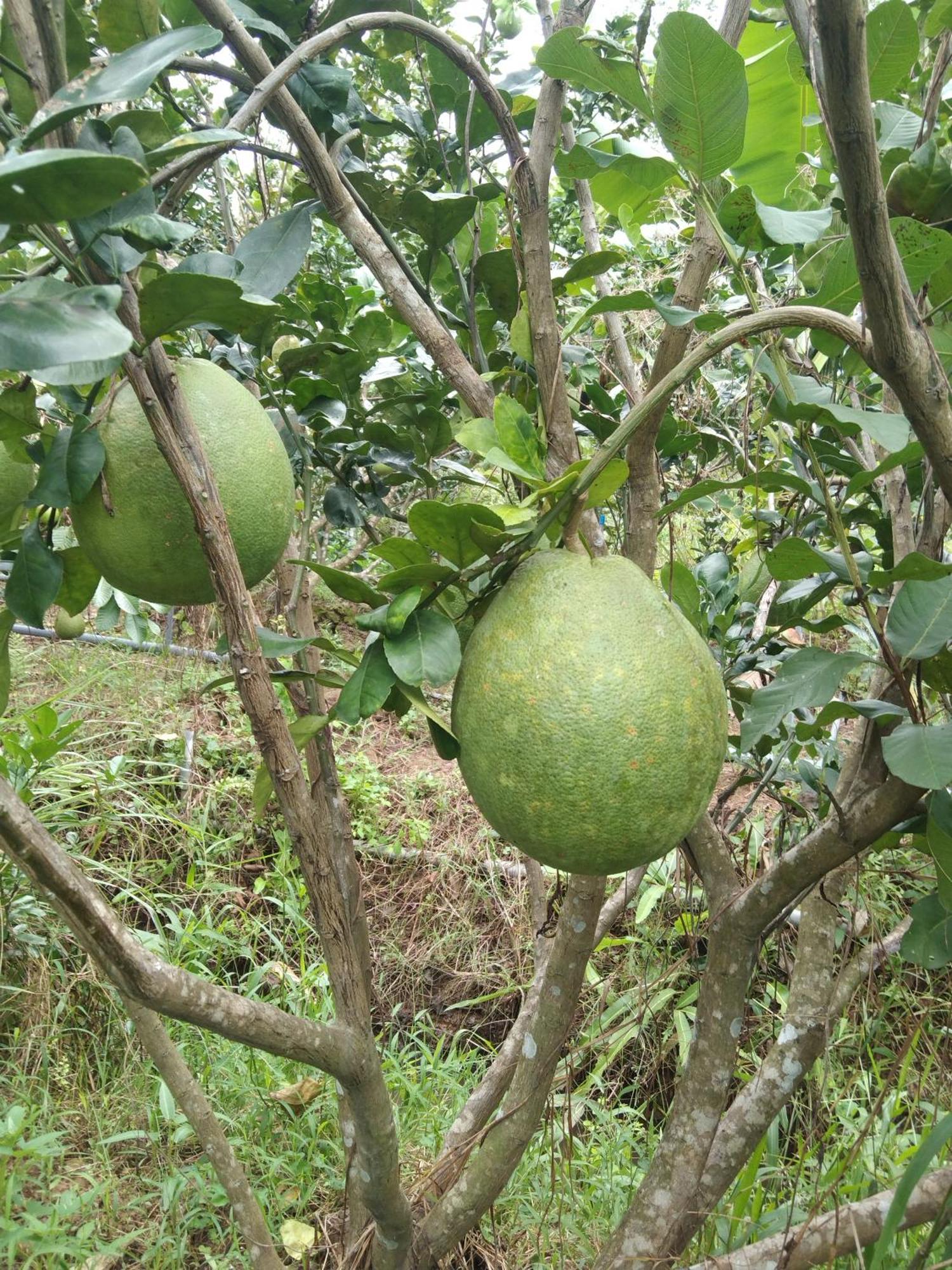 乡村河滨民宿 Ben Tre 外观 照片