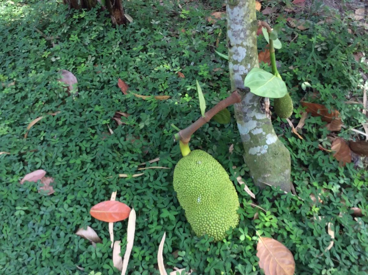 乡村河滨民宿 Ben Tre 外观 照片